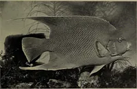 Picture 286 of 322 from American food and game fishes : A popular account of all the species found in America north of the equator / with keys for ready identification, life histories and methods of capture, by David Starr Jordan and Barton Warren Evermann, illustrated with colored plates and text drawings, and with photographs from life by A. Radclyffe Dugmore. (1902), leaf 673