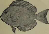 Picture 288 of 322 from American food and game fishes : A popular account of all the species found in America north of the equator / with keys for ready identification, life histories and methods of capture, by David Starr Jordan and Barton Warren Evermann, illustrated with colored plates and text drawings, and with photographs from life by A. Radclyffe Dugmore. (1902), leaf 679