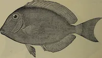 Picture 289 of 322 from American food and game fishes : A popular account of all the species found in America north of the equator / with keys for ready identification, life histories and methods of capture, by David Starr Jordan and Barton Warren Evermann, illustrated with colored plates and text drawings, and with photographs from life by A. Radclyffe Dugmore. (1902), leaf 680