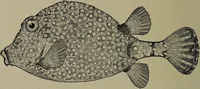Picture 290 of 322 from American food and game fishes : A popular account of all the species found in America north of the equator / with keys for ready identification, life histories and methods of capture, by David Starr Jordan and Barton Warren Evermann, illustrated with colored plates and text drawings, and with photographs from life by A. Radclyffe Dugmore. (1902), leaf 684