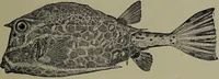 An illustration from American food and game fishes : A popular account of all the species found in America north of the equator / with keys for ready identification, life histories and methods of capture, by David Starr Jordan and Barton Warren Evermann, illustrated with colored plates and text drawings, and with photographs from life by A. Radclyffe Dugmore. (1902)