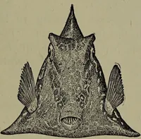 An illustration from American food and game fishes : A popular account of all the species found in America north of the equator / with keys for ready identification, life histories and methods of capture, by David Starr Jordan and Barton Warren Evermann, illustrated with colored plates and text drawings, and with photographs from life by A. Radclyffe Dugmore. (1902)