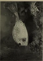 An illustration from American food and game fishes : A popular account of all the species found in America north of the equator / with keys for ready identification, life histories and methods of capture, by David Starr Jordan and Barton Warren Evermann, illustrated with colored plates and text drawings, and with photographs from life by A. Radclyffe Dugmore. (1902)