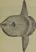 An illustration from American food and game fishes : A popular account of all the species found in America north of the equator / with keys for ready identification, life histories and methods of capture, by David Starr Jordan and Barton Warren Evermann, illustrated with colored plates and text drawings, and with photographs from life by A. Radclyffe Dugmore. (1902)