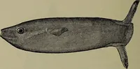 Picture 296 of 322 from American food and game fishes : A popular account of all the species found in America north of the equator / with keys for ready identification, life histories and methods of capture, by David Starr Jordan and Barton Warren Evermann, illustrated with colored plates and text drawings, and with photographs from life by A. Radclyffe Dugmore. (1902), leaf 690