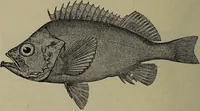 Picture 297 of 322 from American food and game fishes : A popular account of all the species found in America north of the equator / with keys for ready identification, life histories and methods of capture, by David Starr Jordan and Barton Warren Evermann, illustrated with colored plates and text drawings, and with photographs from life by A. Radclyffe Dugmore. (1902), leaf 692