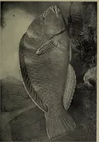Picture 298 of 322 from American food and game fishes : A popular account of all the species found in America north of the equator / with keys for ready identification, life histories and methods of capture, by David Starr Jordan and Barton Warren Evermann, illustrated with colored plates and text drawings, and with photographs from life by A. Radclyffe Dugmore. (1902), leaf 693