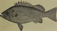 An illustration from American food and game fishes : A popular account of all the species found in America north of the equator / with keys for ready identification, life histories and methods of capture, by David Starr Jordan and Barton Warren Evermann, illustrated with colored plates and text drawings, and with photographs from life by A. Radclyffe Dugmore. (1902)