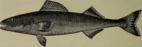 Picture 300 of 322 from American food and game fishes : A popular account of all the species found in America north of the equator / with keys for ready identification, life histories and methods of capture, by David Starr Jordan and Barton Warren Evermann, illustrated with colored plates and text drawings, and with photographs from life by A. Radclyffe Dugmore. (1902), leaf 696