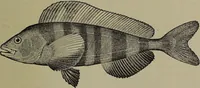 Picture 301 of 322 from American food and game fishes : A popular account of all the species found in America north of the equator / with keys for ready identification, life histories and methods of capture, by David Starr Jordan and Barton Warren Evermann, illustrated with colored plates and text drawings, and with photographs from life by A. Radclyffe Dugmore. (1902), leaf 697