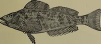 Picture 302 of 322 from American food and game fishes : A popular account of all the species found in America north of the equator / with keys for ready identification, life histories and methods of capture, by David Starr Jordan and Barton Warren Evermann, illustrated with colored plates and text drawings, and with photographs from life by A. Radclyffe Dugmore. (1902), leaf 699