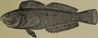 Picture 303 of 322 from American food and game fishes : A popular account of all the species found in America north of the equator / with keys for ready identification, life histories and methods of capture, by David Starr Jordan and Barton Warren Evermann, illustrated with colored plates and text drawings, and with photographs from life by A. Radclyffe Dugmore. (1902), leaf 699