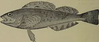 Picture 304 of 322 from American food and game fishes : A popular account of all the species found in America north of the equator / with keys for ready identification, life histories and methods of capture, by David Starr Jordan and Barton Warren Evermann, illustrated with colored plates and text drawings, and with photographs from life by A. Radclyffe Dugmore. (1902), leaf 700
