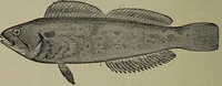 Picture 305 of 322 from American food and game fishes : A popular account of all the species found in America north of the equator / with keys for ready identification, life histories and methods of capture, by David Starr Jordan and Barton Warren Evermann, illustrated with colored plates and text drawings, and with photographs from life by A. Radclyffe Dugmore. (1902), leaf 700
