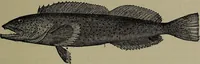 Picture 306 of 322 from American food and game fishes : A popular account of all the species found in America north of the equator / with keys for ready identification, life histories and methods of capture, by David Starr Jordan and Barton Warren Evermann, illustrated with colored plates and text drawings, and with photographs from life by A. Radclyffe Dugmore. (1902), leaf 701