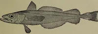 An illustration from American food and game fishes : A popular account of all the species found in America north of the equator / with keys for ready identification, life histories and methods of capture, by David Starr Jordan and Barton Warren Evermann, illustrated with colored plates and text drawings, and with photographs from life by A. Radclyffe Dugmore. (1902)