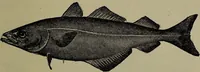 An illustration from American food and game fishes : A popular account of all the species found in America north of the equator / with keys for ready identification, life histories and methods of capture, by David Starr Jordan and Barton Warren Evermann, illustrated with colored plates and text drawings, and with photographs from life by A. Radclyffe Dugmore. (1902)