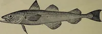 Picture 309 of 322 from American food and game fishes : A popular account of all the species found in America north of the equator / with keys for ready identification, life histories and methods of capture, by David Starr Jordan and Barton Warren Evermann, illustrated with colored plates and text drawings, and with photographs from life by A. Radclyffe Dugmore. (1902), leaf 708