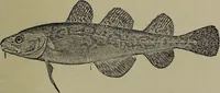 An illustration from American food and game fishes : A popular account of all the species found in America north of the equator / with keys for ready identification, life histories and methods of capture, by David Starr Jordan and Barton Warren Evermann, illustrated with colored plates and text drawings, and with photographs from life by A. Radclyffe Dugmore. (1902)