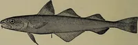 Picture 311 of 322 from American food and game fishes : A popular account of all the species found in America north of the equator / with keys for ready identification, life histories and methods of capture, by David Starr Jordan and Barton Warren Evermann, illustrated with colored plates and text drawings, and with photographs from life by A. Radclyffe Dugmore. (1902), leaf 710