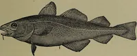 Picture 312 of 322 from American food and game fishes : A popular account of all the species found in America north of the equator / with keys for ready identification, life histories and methods of capture, by David Starr Jordan and Barton Warren Evermann, illustrated with colored plates and text drawings, and with photographs from life by A. Radclyffe Dugmore. (1902), leaf 711