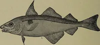 Picture 313 of 322 from American food and game fishes : A popular account of all the species found in America north of the equator / with keys for ready identification, life histories and methods of capture, by David Starr Jordan and Barton Warren Evermann, illustrated with colored plates and text drawings, and with photographs from life by A. Radclyffe Dugmore. (1902), leaf 714