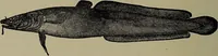 An illustration from American food and game fishes : A popular account of all the species found in America north of the equator / with keys for ready identification, life histories and methods of capture, by David Starr Jordan and Barton Warren Evermann, illustrated with colored plates and text drawings, and with photographs from life by A. Radclyffe Dugmore. (1902)