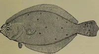 Picture 315 of 322 from American food and game fishes : A popular account of all the species found in America north of the equator / with keys for ready identification, life histories and methods of capture, by David Starr Jordan and Barton Warren Evermann, illustrated with colored plates and text drawings, and with photographs from life by A. Radclyffe Dugmore. (1902), leaf 725