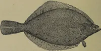 Picture 316 of 322 from American food and game fishes : A popular account of all the species found in America north of the equator / with keys for ready identification, life histories and methods of capture, by David Starr Jordan and Barton Warren Evermann, illustrated with colored plates and text drawings, and with photographs from life by A. Radclyffe Dugmore. (1902), leaf 726