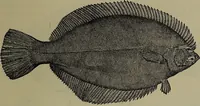 Picture 317 of 322 from American food and game fishes : A popular account of all the species found in America north of the equator / with keys for ready identification, life histories and methods of capture, by David Starr Jordan and Barton Warren Evermann, illustrated with colored plates and text drawings, and with photographs from life by A. Radclyffe Dugmore. (1902), leaf 727