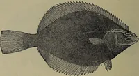 Picture 318 of 322 from American food and game fishes : A popular account of all the species found in America north of the equator / with keys for ready identification, life histories and methods of capture, by David Starr Jordan and Barton Warren Evermann, illustrated with colored plates and text drawings, and with photographs from life by A. Radclyffe Dugmore. (1902), leaf 728