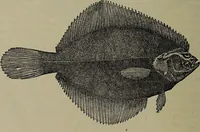 Picture 319 of 322 from American food and game fishes : A popular account of all the species found in America north of the equator / with keys for ready identification, life histories and methods of capture, by David Starr Jordan and Barton Warren Evermann, illustrated with colored plates and text drawings, and with photographs from life by A. Radclyffe Dugmore. (1902), leaf 728