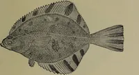 Picture 320 of 322 from American food and game fishes : A popular account of all the species found in America north of the equator / with keys for ready identification, life histories and methods of capture, by David Starr Jordan and Barton Warren Evermann, illustrated with colored plates and text drawings, and with photographs from life by A. Radclyffe Dugmore. (1902), leaf 729