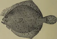 Picture 321 of 322 from American food and game fishes : A popular account of all the species found in America north of the equator / with keys for ready identification, life histories and methods of capture, by David Starr Jordan and Barton Warren Evermann, illustrated with colored plates and text drawings, and with photographs from life by A. Radclyffe Dugmore. (1902), leaf 730