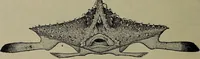An illustration from American food and game fishes : A popular account of all the species found in America north of the equator / with keys for ready identification, life histories and methods of capture, by David Starr Jordan and Barton Warren Evermann, illustrated with colored plates and text drawings, and with photographs from life by A. Radclyffe Dugmore. (1902)