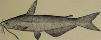 Picture 18 of 322 from American food and game fishes : A popular account of all the species found in America north of the equator / with keys for ready identification, life histories and methods of capture, by David Starr Jordan and Barton Warren Evermann, illustrated with colored plates and text drawings, and with photographs from life by A. Radclyffe Dugmore. (1902), leaf 77