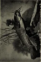 Picture 23 of 322 from American food and game fishes : A popular account of all the species found in America north of the equator / with keys for ready identification, life histories and methods of capture, by David Starr Jordan and Barton Warren Evermann, illustrated with colored plates and text drawings, and with photographs from life by A. Radclyffe Dugmore. (1902), leaf 83