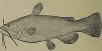 An illustration from American food and game fishes : A popular account of all the species found in America north of the equator / with keys for ready identification, life histories and methods of capture, by David Starr Jordan and Barton Warren Evermann, illustrated with colored plates and text drawings, and with photographs from life by A. Radclyffe Dugmore. (1902)