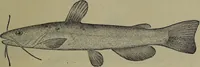 Picture 25 of 322 from American food and game fishes : A popular account of all the species found in America north of the equator / with keys for ready identification, life histories and methods of capture, by David Starr Jordan and Barton Warren Evermann, illustrated with colored plates and text drawings, and with photographs from life by A. Radclyffe Dugmore. (1902), leaf 93