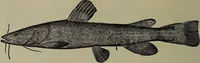 Picture 26 of 322 from American food and game fishes : A popular account of all the species found in America north of the equator / with keys for ready identification, life histories and methods of capture, by David Starr Jordan and Barton Warren Evermann, illustrated with colored plates and text drawings, and with photographs from life by A. Radclyffe Dugmore. (1902), leaf 94