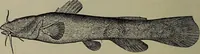 Picture 27 of 322 from American food and game fishes : A popular account of all the species found in America north of the equator / with keys for ready identification, life histories and methods of capture, by David Starr Jordan and Barton Warren Evermann, illustrated with colored plates and text drawings, and with photographs from life by A. Radclyffe Dugmore. (1902), leaf 96