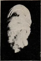 Picture 123 of 127 from Phenomena of materialisation : a contribution to the investigation of mediumistic teleplastics / by Baron von Schrenck Notzing ; translated by E.E. Fournier d'Albe. (1923), leaf 526