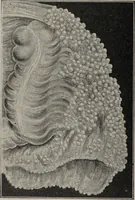 An illustration from A text-book of pathology / by Alfred Stengel ; with 394 illustrations in the text, many of them in colors, and 7 full-page chromolithographic plates. (1903)