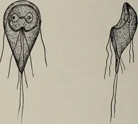 An illustration from A text-book of pathology / by Alfred Stengel ; with 394 illustrations in the text, many of them in colors, and 7 full-page chromolithographic plates. (1903)