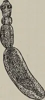 Picture 61 of 178 from A text-book of pathology / by Alfred Stengel ; with 394 illustrations in the text, many of them in colors, and 7 full-page chromolithographic plates. (1903), leaf 324