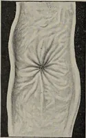 Picture 114 of 178 from A text-book of pathology / by Alfred Stengel ; with 394 illustrations in the text, many of them in colors, and 7 full-page chromolithographic plates. (1903), leaf 542