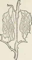 An illustration from A text-book of pathology / by Alfred Stengel ; with 394 illustrations in the text, many of them in colors, and 7 full-page chromolithographic plates. (1903)