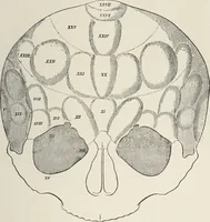 An illustration from Franz Joseph Gall / von P. J. Möbius. (1905)
