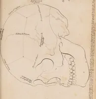 Picture 8 of 10 from Treatise on the influence of climate on the human species; and on the varieties of men resulting from it; including an account of the criteria of intelligence which the form of the head presents; and a sketch of a rational system of physiognomy as founded on physiology / By N.C. Pitta, M.D., President of the Royal Physical Society of Edinburgh, extraordinary member of the Royal Medical Society of the same city, member of the Society of Natural History there, and physician at Madeira. (1812), leaf 111