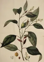 An illustration from Observations on the properties and effects of the expressed oil of the seed of Croton tiglium; together with the botanical history, and a correct coloured engraving of the plant / [John Frost]. (1827)